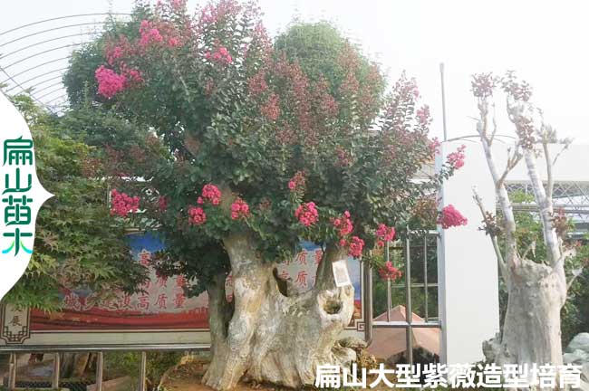 福建紫薇老樁批發
