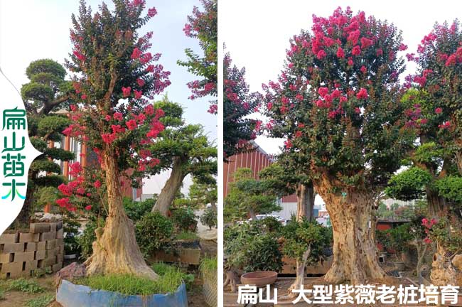 宣城紫薇老樁批發