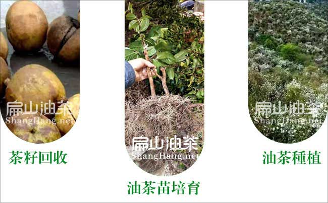 容縣油茶之鄉