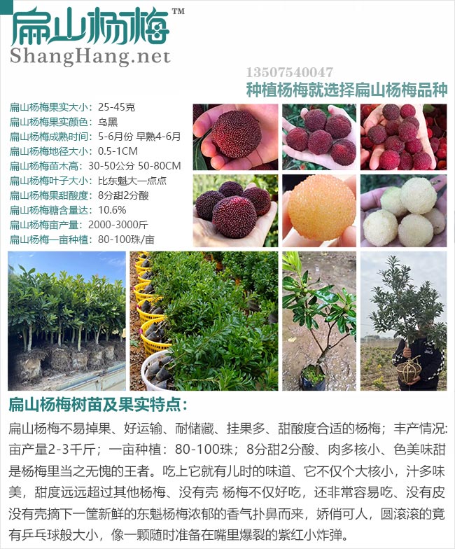 扁山楊梅苗品種