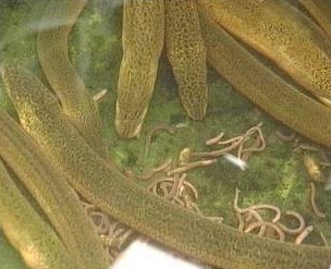 黃鱔養殖培訓中心