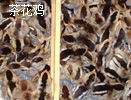 軨ul
