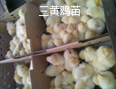 Sul