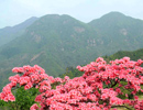 扁山貴妃雞養殖場遠景