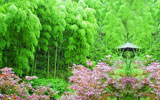 龍巖上杭扁山貴妃雞養殖場-竹林美景
