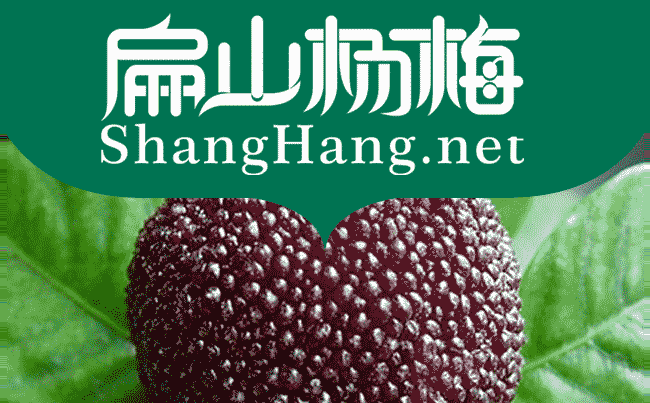 扁山楊梅苗批發