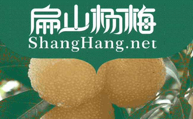 德宏水晶楊梅苗批發