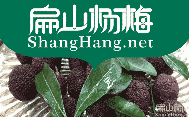 婁底楊梅苗品種：大黑炭東魁楊梅水晶楊梅苗批發-扁山油茶