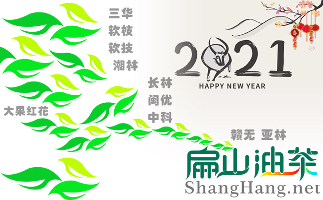 油茶苗品種有哪些比較好高產新改良畝產量100多斤-扁山油茶