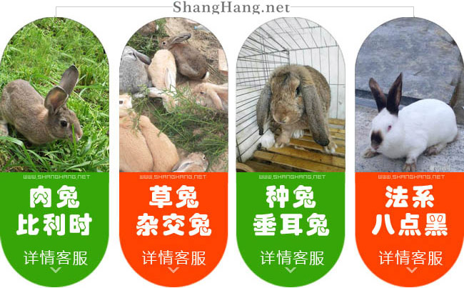 龍巖種兔批發