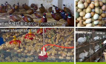 龍巖養山雞貴妃雞技術