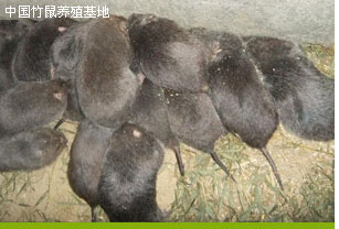 龍巖養豬及設備