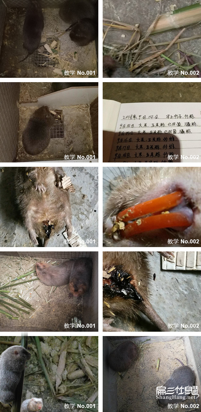 桂林竹鼠養殖技術
